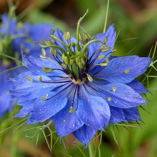 Bloem juffertje in het groen