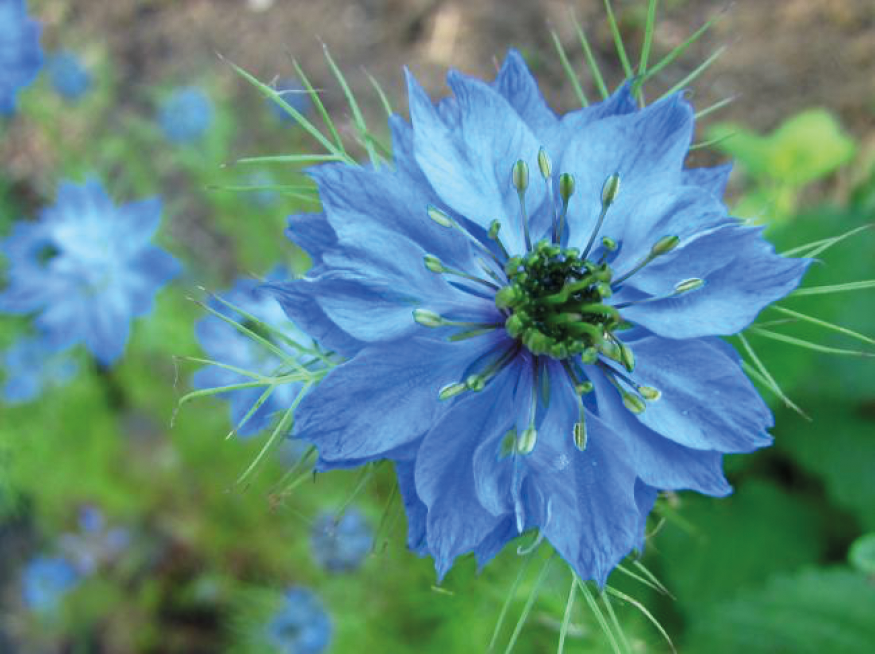 bloem juffertje in het groen